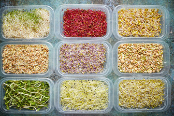 Various kind healthy microgreen sprouts in small packages placed on the stone background