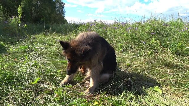 German shepherd dog sits on the grass and itches. The dog scratches himself with his paw. Fleas bite the dog.