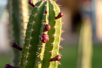 Close-up of red flower buds of a green cactus, succulent plant. Egypt, Africa.