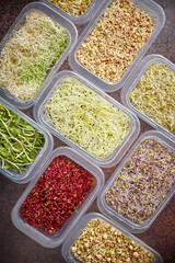 Set of containers with a varoius kinds micro green sprouts. Young shoots of onions, basil, peas