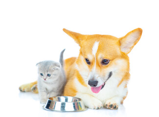 Fototapeta na wymiar A corgi dog sits next to a small gray kitten and looks into an empty bowl in front of them. Isolated on white background