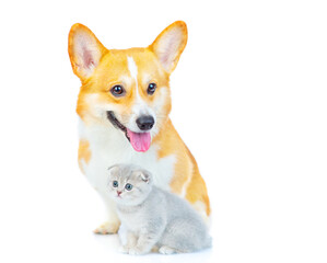 A corgi dog sits next to a small gray kitten and looks into the camera. Isolated on white background