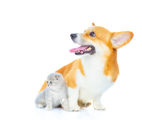 A corgi dog sits next to a small gray kitten and looks away. Isolated on white background