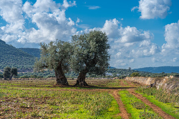 Olive trees by the sea in Puglia, Italy