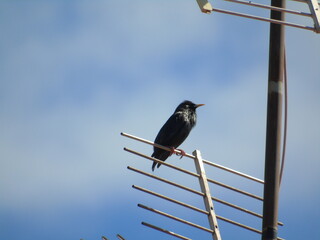 PAJARO MIRLO COMÚN EN ANTENA EN LA CIUDAD