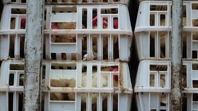 Transport of poultry to the slaughterhouse in cages