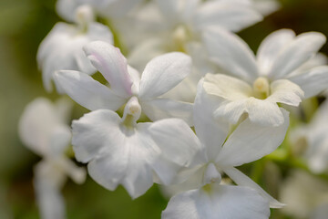 close up of white orchid flowers