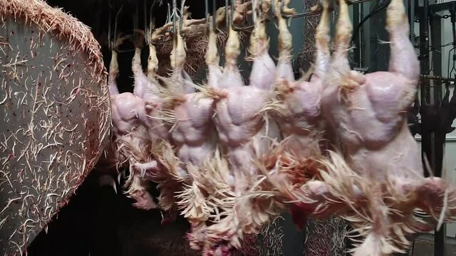 Plucking chickens in an industrial poultry slaughterhouse