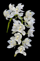 white orchid flowers on black background
