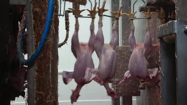Plucking chickens in an industrial poultry slaughterhouse