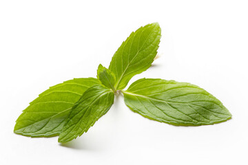 Fresh mint in closeup on a white background
