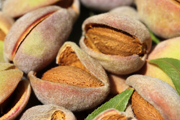 Harvest of almonds. Healthy foods.
