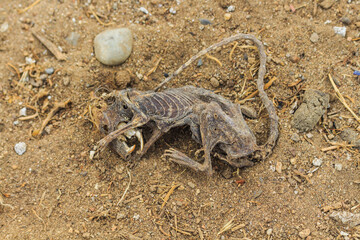 proceso de descomposición