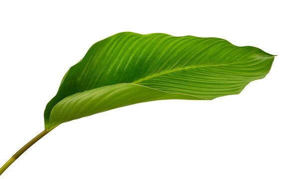Calathea foliage, Exotic tropical leaf, Large green leaf, isolated on white background with clipping path