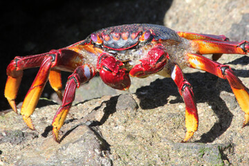 rote_Klippenkrabbe