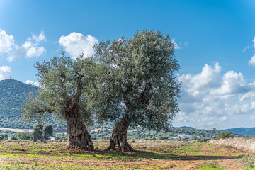Olive trees by the sea in Puglia, Italy
