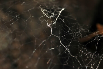 Spider web in nature. Nature background.