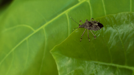 Naklejka premium A Brown Marmorated Stink Bug (Halyomorpha halys)
