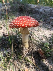 fly agaric mushroom