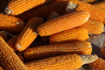 Dried corns for the winter. Corn background.