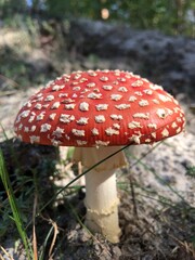 fly agaric mushroom