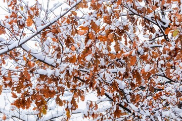 First snow on an oak tree with autumn leaves.