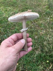 Riesenschirmpilz in der Hand präsentiert 