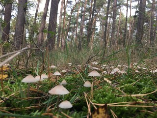 Pilze über den ganzen Wald verteilt 