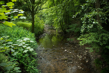 Fluss Bach Wald Sommer
