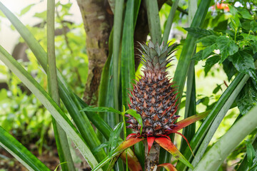 Young pineapple tropical fruit growing in the garden with water droplets on surfaces and leaves with blurred green plant background in the morning after raining. Natural background concept
