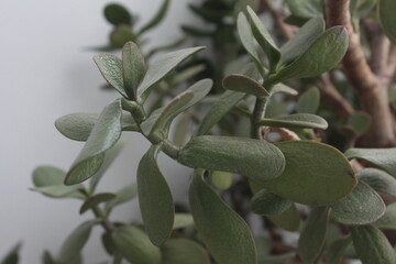 close up of plant