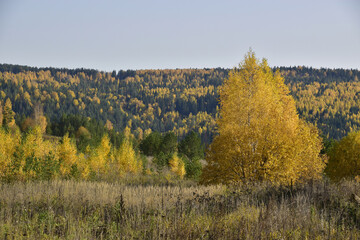 Fototapeta premium An endless mixed forest in autumn decoration behind a wild field with dry grass. In the foothills of the Western Urals, golden autumn.