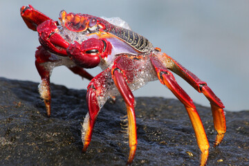 rote_Klippenkrabbe