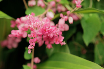 Coral Vine, Mexican Creeper, Chain of Love, Beautiful Antigonon leptopus in the garden, Antigonon leptopus natural background.