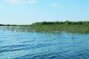 Cañaverales en una laguna del delta del Danubio. Paisaje de zonas húmedas de agua dulce de la...