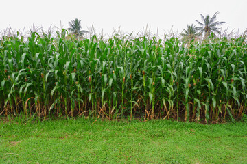 corn garden on farmland with clear sky background and some coconut trees. agriculture