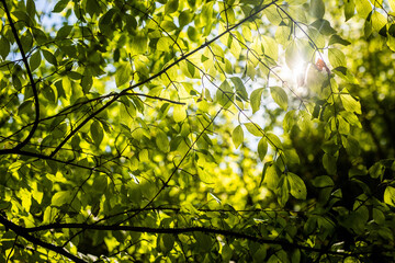 leaves in sunlight