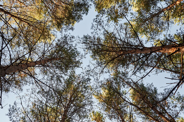 Pine autumn forest in the morning sun, bottom view