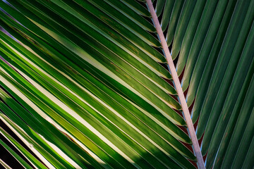 Green fresh leaf of coconut tree