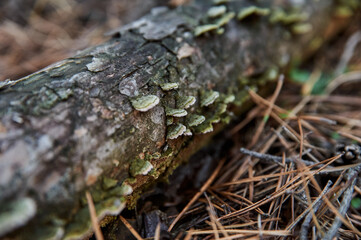 green mushroom on dry log, autumn forest, close-up photo