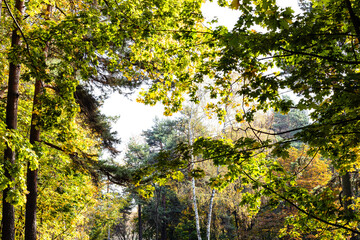 natural background - view of colorful trees in city park on sunny autumn day