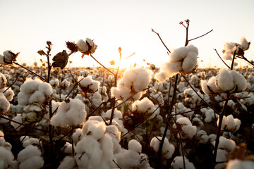 cotton buds in the field - obrazy, fototapety, plakaty