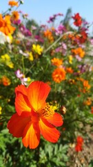 red and yellow flowers