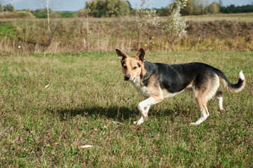 homeless yard dog running across the field, autumn, village