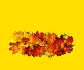 Naklejka na ściany i meble Fallen maple leaves in a row isolated on yellow. Background with space for text top view.