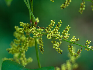Flowr of dioscorea alata known as purple yam or greater yam