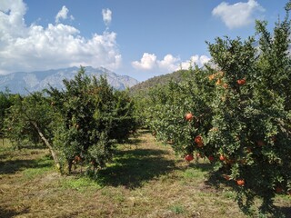 Fototapeta na wymiar Pomegranate garden (Гранатовий сад)
