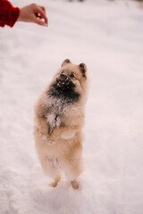dog playing in snow
