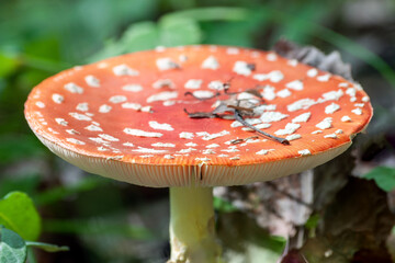 close-up of a beautiful fly agaric