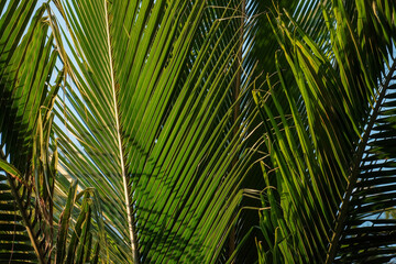 Obraz na płótnie Canvas Green fresh leaves of coconut palm tree